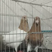 کبوتر جفت کله زرد