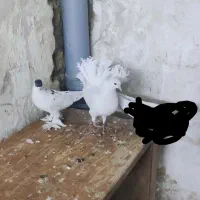 کفتر امپراتوری