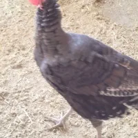 بقلمون نر برنز