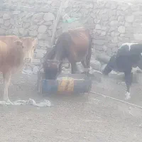 باسلام گاو ها محلی هستن|حیوانات مزرعه|پلدختر, |دیوار