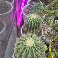 کاکتوس اچینو