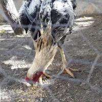 خروس لاری صابونی ۶ ماهه|حیوانات مزرعه|مشهد, امیرآباد|دیوار