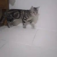 واگذاری گربه|گربه|پرند, فاز ۶|دیوار