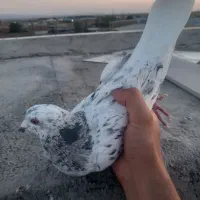 کبوتر همه جوره