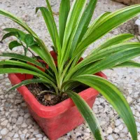 گل طبیعی|گل و گیاه طبیعی|رشت, حمیدیان|دیوار