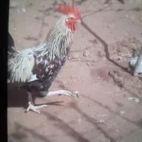 فروش یک عدد خروس محلی