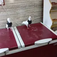 کله ای|پرنده|بم, |دیوار