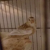 قناری روی تخم خوابیده اسب زین شده