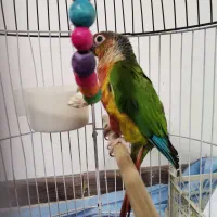 گرینچیک. طوطی برزیلی. عروس هلندی|پرنده|صفادشت, |دیوار