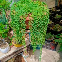 کاکتوس گل آپارتمانی قوره ای پر سن و سال دار|گل و گیاه طبیعی|تهران, مسعودیه|دیوار