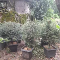 گیاه