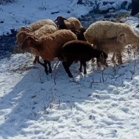 گوسفند بره دار جوان|حیوانات مزرعه|ورزقان, |دیوار