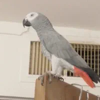 کاسکوی گمشده، که مثل بچه مونه