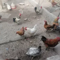 خروس و مرغ