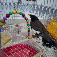 عروس و مینا|پرنده|گلبهار, شهر جدید گلبهار|دیوار