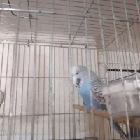 مرغ عشق انگلیسی ماده