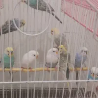 مرغ عشق خشکل