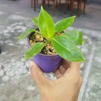 گلدان ۶شهراذین سایر ۱۰۰۷|گل و گیاه طبیعی|اهواز, یوسفی|دیوار