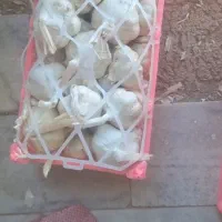 پخش سیر همدان|عمدهفروشی|تهران, کوی بیمه|دیوار