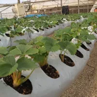 خرید و فروش گروبک توت فرنگی بستر