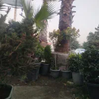 گلستان و نهالستان شکوفه طلایی در 2شهبه رامسرمشهد