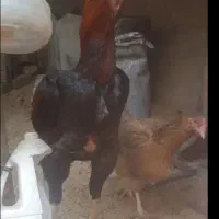 خروس لاری