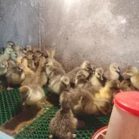 فروش جوجه غاز