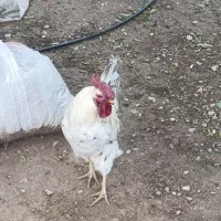خروس