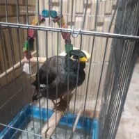 مرغ مینا سخنگو|پرنده|گراش, |دیوار