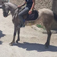 این اسب گمشده
