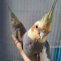 فروش عروس هلندی جفت، رام