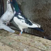 ابلغ نر|پرنده|الوند, |دیوار