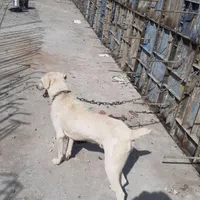واگذاری یک قلاده سگ نگهبانی