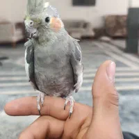 عروسی هلندی