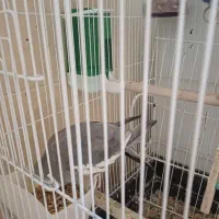 پرنده|پرنده|شاهین‌شهر, نظامی|دیوار