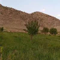 باغ سه هزار متری انگور و پسته|فروش دفتر صنعتی، کشاورزی، تجاری|ایوان, |دیوار