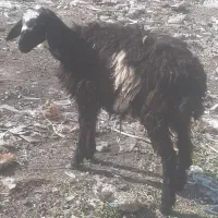 بره ماده گوسفند