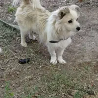 سگ پاکوتاه دزدیده گم شده|سگ|زنجان, |دیوار