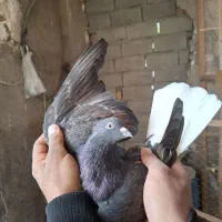 کبوتر تکپر|پرنده|خان ببین, |دیوار