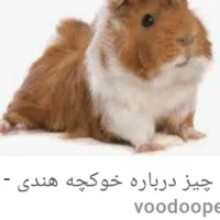 خوکچه ی هندی|موش و خرگوش|سبزوار, قصبه غربی|دیوار