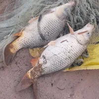 ماهی کپور روخانه|ماهی|سوسنگرد, |دیوار