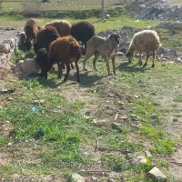 سگ گله ماده ۴ ساله جنس افقان