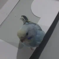 جوجه مرغ عشق