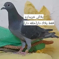 کبوتر کفتر پلاکی مسافتی