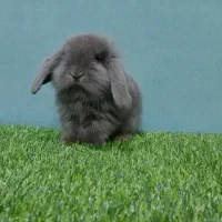 خرگوش هلندی