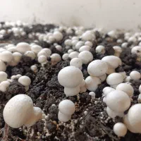 قارچ رجه۱/قارچ درجه۲/قارچ درجه۳