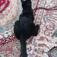 گربه