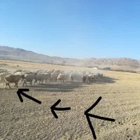 «میش فابریک»+بز هلندی|حیوانات مزرعه|یاسوج, |دیوار