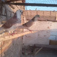 کبوترخوب