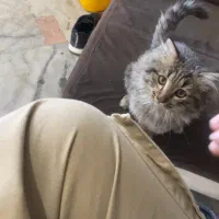 واگذاری گربه